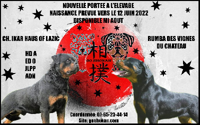 Go Shokan - Rottweiler - Portée née le 16/06/2022