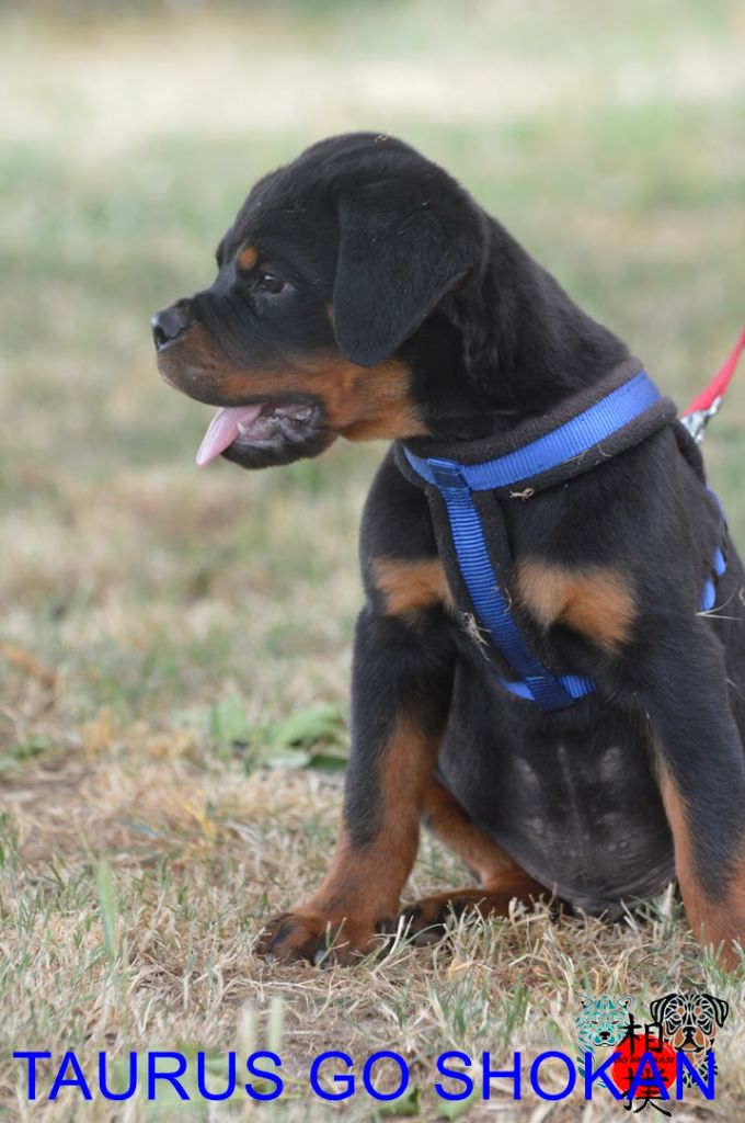 Go Shokan - Chiots disponibles - Rottweiler