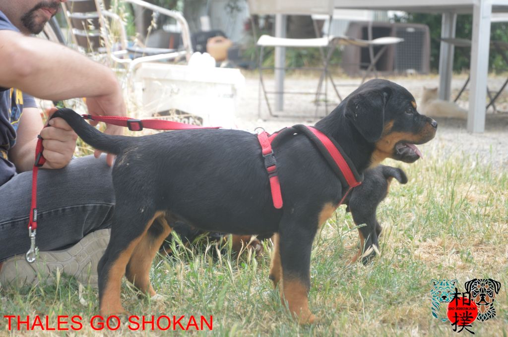 Go Shokan - Chiots disponibles - Rottweiler