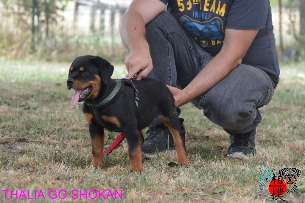 Go Shokan - Chiots disponibles - Rottweiler