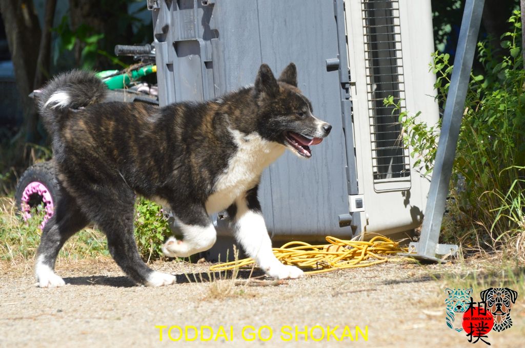 Go Shokan - Chiots disponibles - Akita