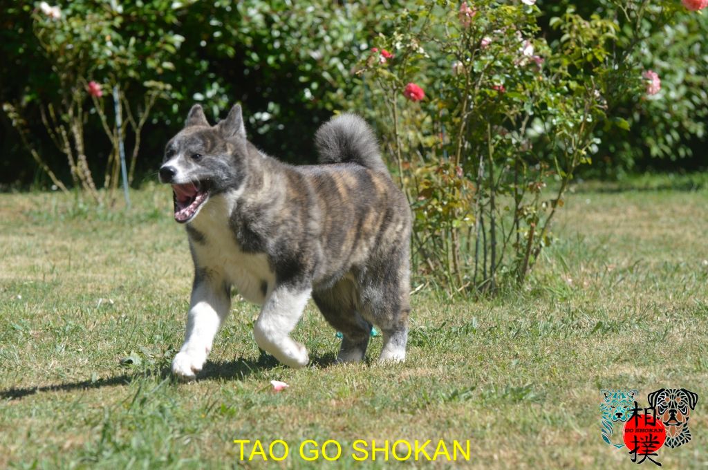 Go Shokan - Chiots disponibles - Akita